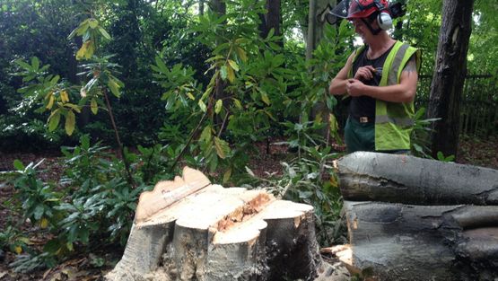 Stump removal work