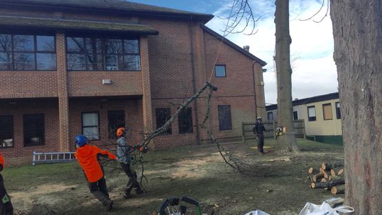 Commercial Tree Felling Experts 
