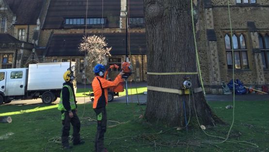 Tree Surgery 