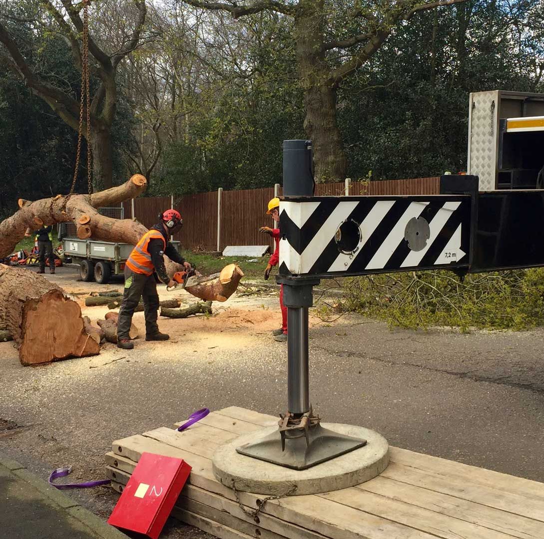 Commercial Tree Felling Experts 