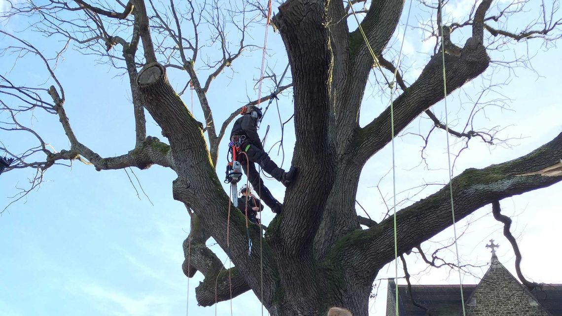 Tree Surgeon