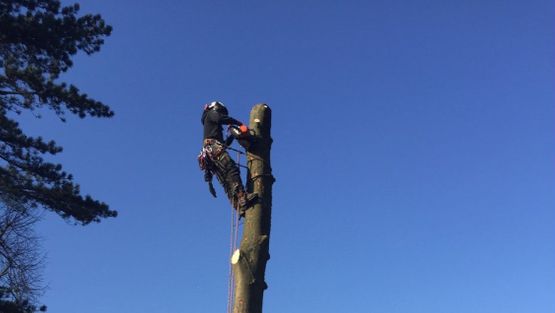 A tree being worked on