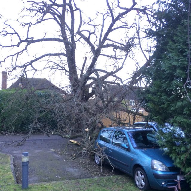 Outstanding Tree Surgery 